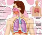 Дыхательной системы (английский)